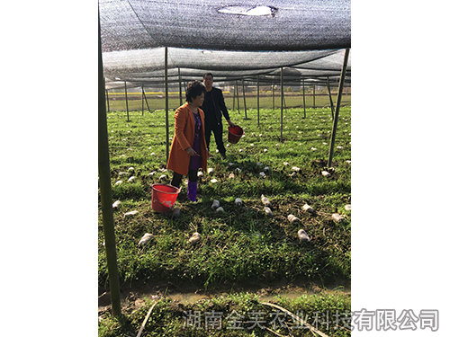 衡陽縣領(lǐng)導(dǎo)在基地指導(dǎo)羊肚菌采收-(2) 衡陽縣領(lǐng)導(dǎo)在基地指導(dǎo)羊肚菌采收-(2)